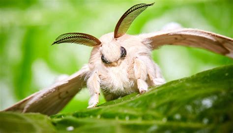 why can't silk moths fly.